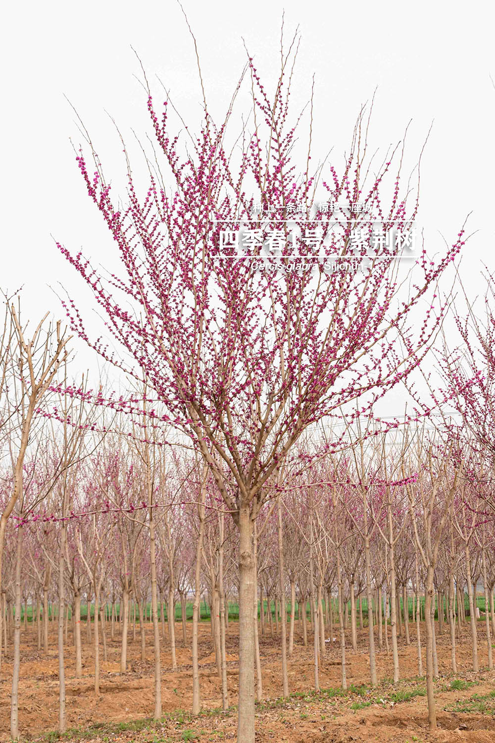 3.17“四季春一号”- 紫荆树
